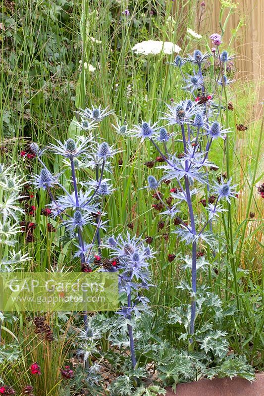 Noble thistle, Eryngium zabelii Big Blue, Dianthus 