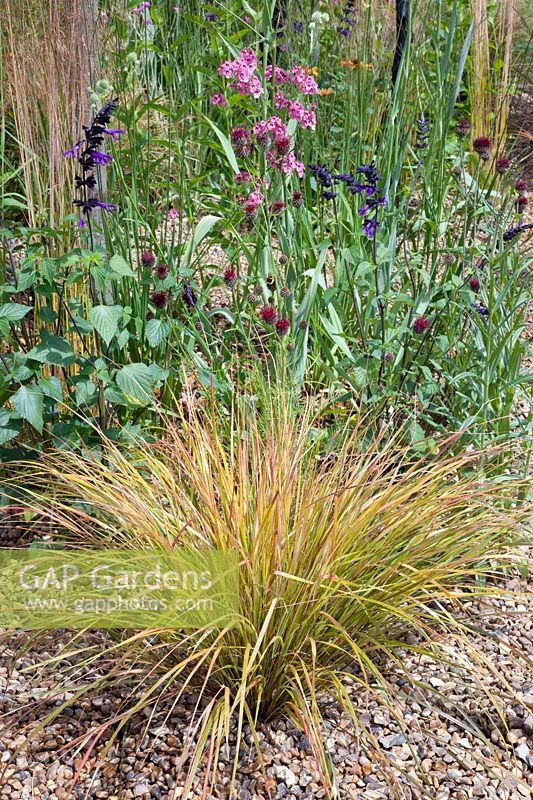 Gravel garden with Pheasant's Tail Grass, Anemanthele lessoniana 