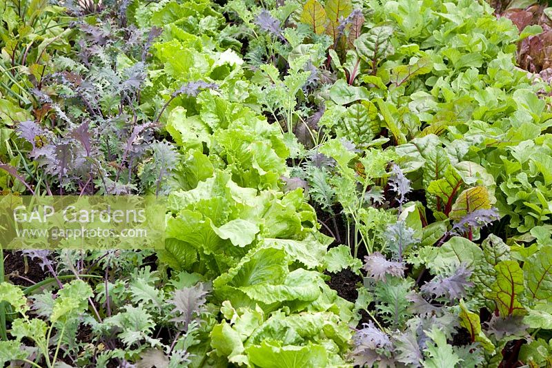 Bed with cabbage, chard and lettuce, Brassica oleracea Red Russian, Beta vulgaris, Lactuca sativa 