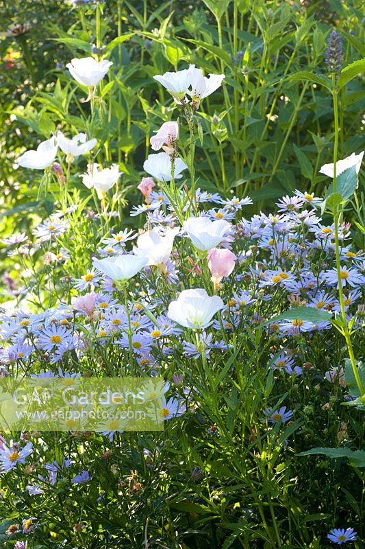 Aster and evening primrose, Kalimeris incisa Blue Star, Oenothera Siskiyou Pink 