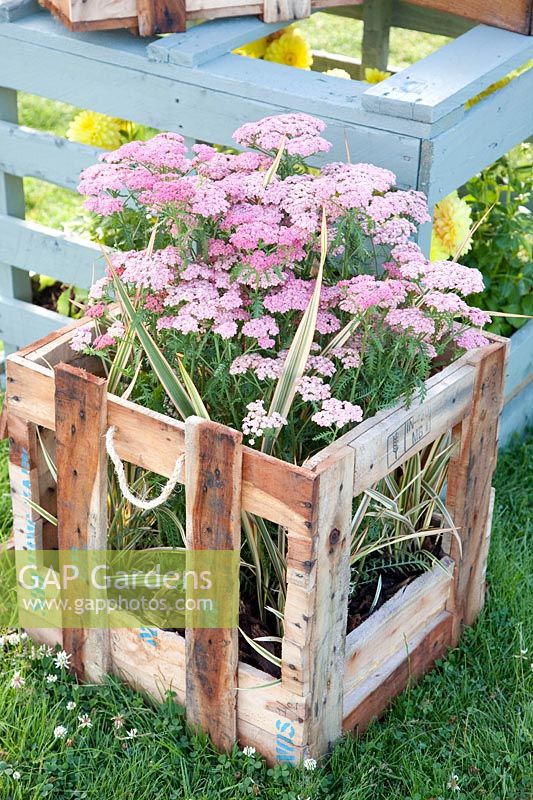Yarrow in plant container made from old wooden boxes/pallet wood, Achillea Pretty Belinda 