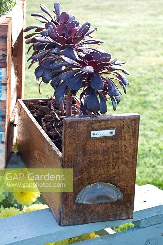 Old card box planted with Aeonium 