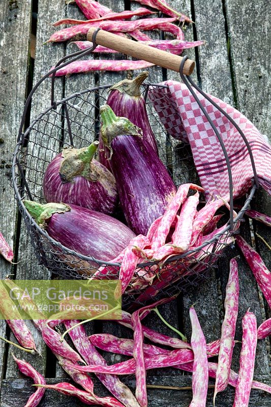 Eggplant and runner beans, Solanum melongea Listada di Gandia, Phaseolus vulgaris Borlotti Lingua di Fuoco 