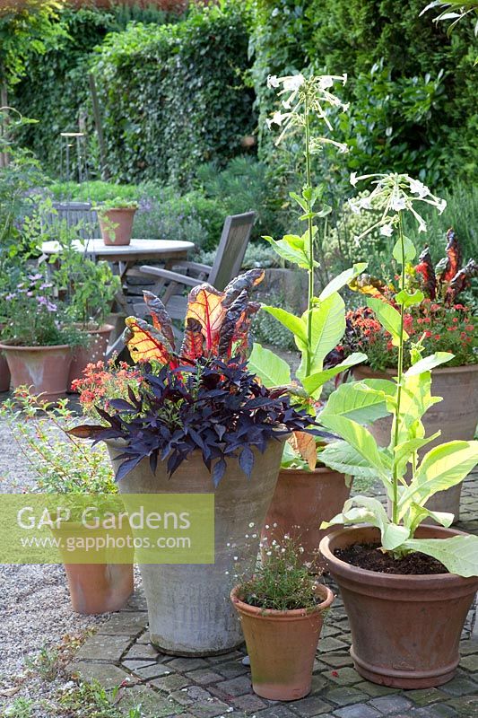 Pots with annuals and chard, Nicotiana sylvestris, Beta vulgaris Bright Lights, Ipomea batatas Blacky 