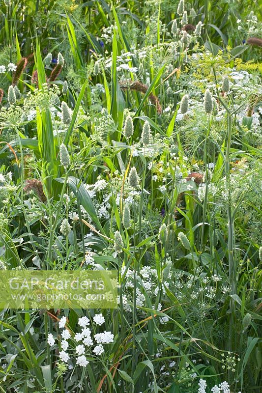 Annual grasses and carrot, Ammi majus Queen of Africa, Setaria italica, Lagurus ovatum 