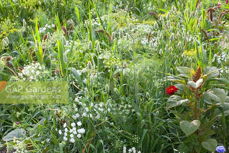 Annual grasses and carrot, Ammi majus Queen of Africa, Setaria italica, Lagurus ovatum 