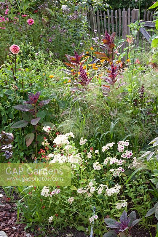 Bed with annual summer flowers and annual ornamental grass, Phlox drumondii Cherry Caramel, Panicum virgatum Fontaine, Linaria reticulata Flamenco 