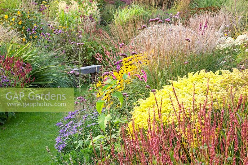 Bed with easy-care perennials, Solidago Loysder Crown, Persicaria amplexicaulis, Aster 