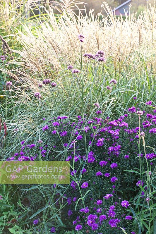 Miscanthus sinensis, Aster novae-angliae 