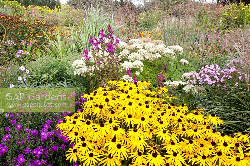 Bed with easy-care perennials and grasses, Selinum wallichianum, Lobelia Hadspen Purple, Rudbeckia fulgida Goldsturm, Aster novae-angliae Purple Dome 