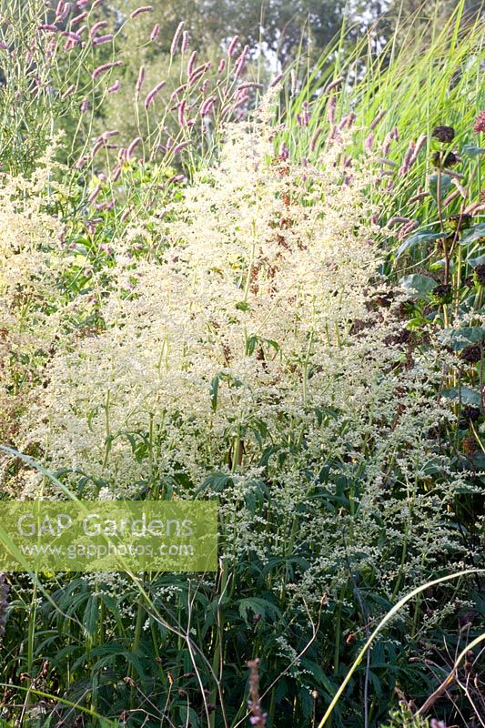 Artemisia lactiflora Ivory 
