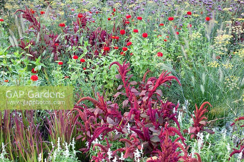 Bed with Zinnia, Foxtail, Blood Grass, Zinnia elegans, Amaranthus, Imperata cylindrica Red Baron 