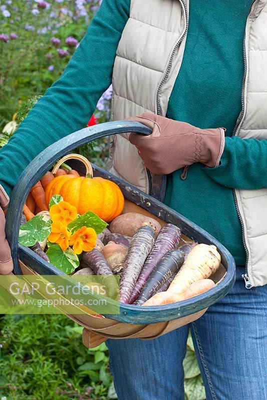 Harvest basket with root vegetables, Daucus carota Purple Haze, Pastinaca sativa, Beta vulgaris 