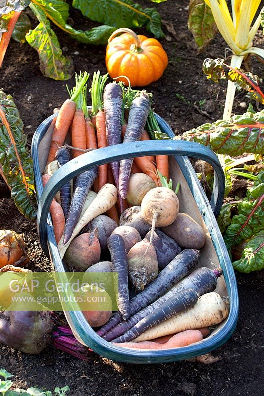 Harvest basket with root vegetables, parsnips, carrots, beetroot and turnip 