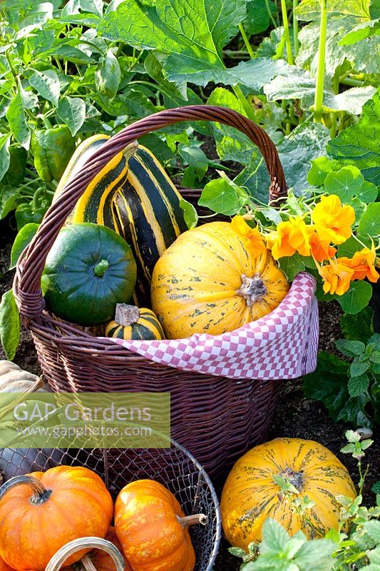 Harvest of pumpkin and zucchini, Cucurbita pepo Cocozelle di Tripolis, Cucurbita pepo Tondo di Nizza 