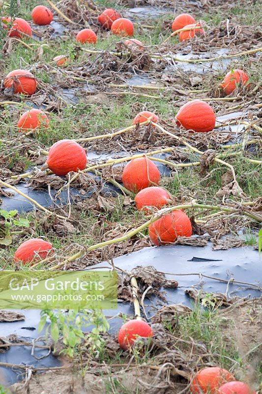 Hokkaido pumpkins in the field, Cucurbita 