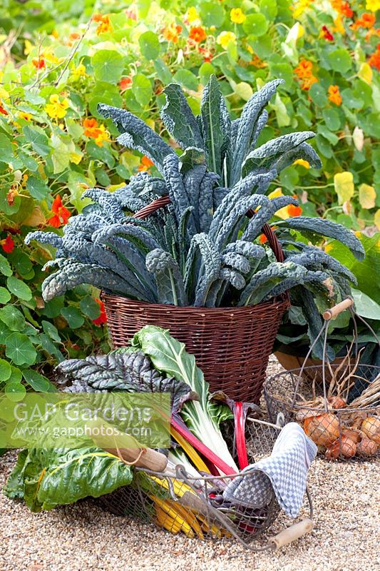 Palm cabbage and chard in the harvest basket, Brassica oleracea Nero di Toscana, Beta vulgaris Bright Lights 