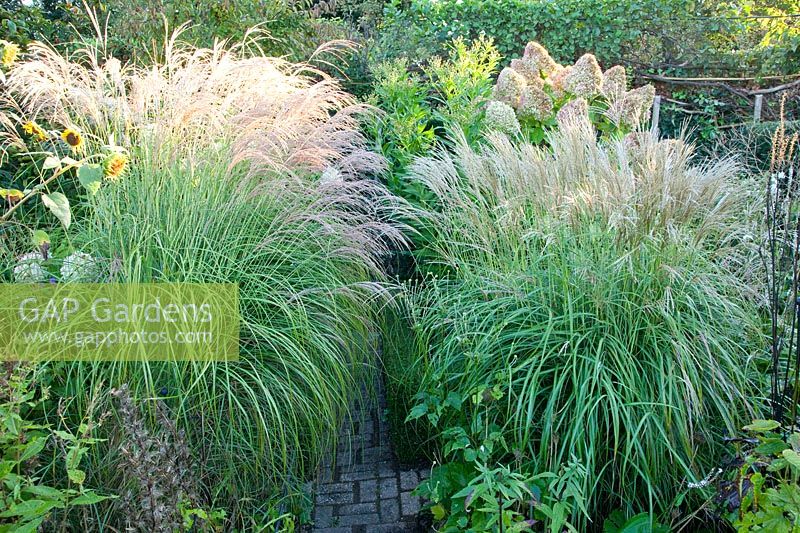 Chinese silver grass, right Miscanthus sinensis Adagio 