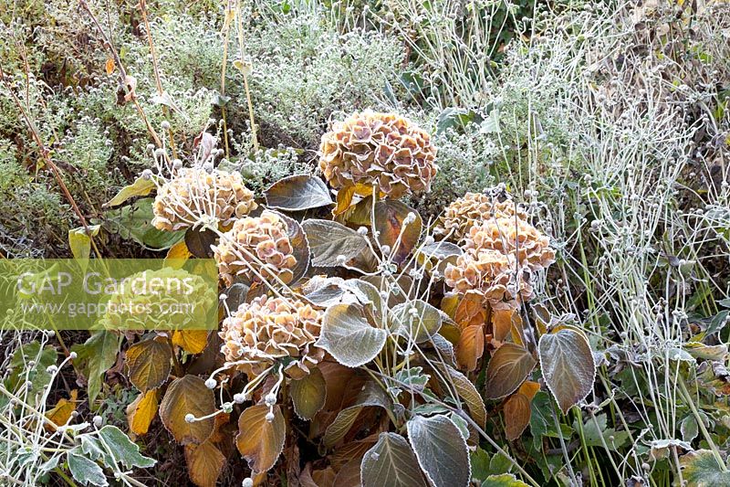 Hydrangea and asters in frost, Hydrangea macrophylla Magical Amethyst, Aster novi belgii Beechwood Charm 