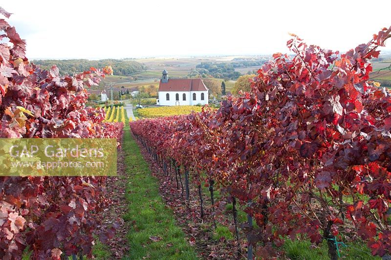 Vineyard in the Palatinate in late autumn, Vitis vinifera Dunkelfelder 