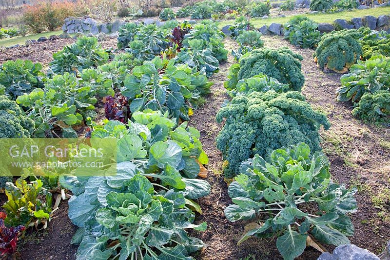 Brussels sprouts and kale in the late autumn bed, Brassica oleracea 