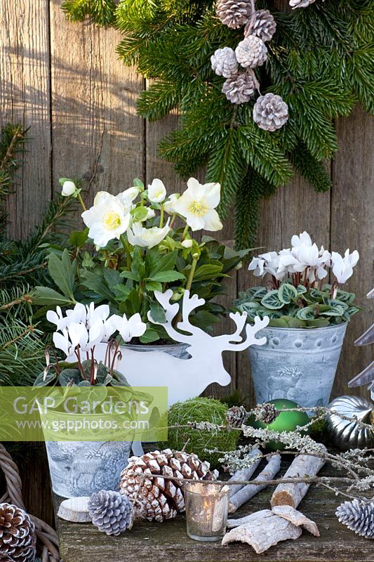 Winter decoration with Christmas roses and cyclamen in pots, Helleborus niger, Cyclamen 