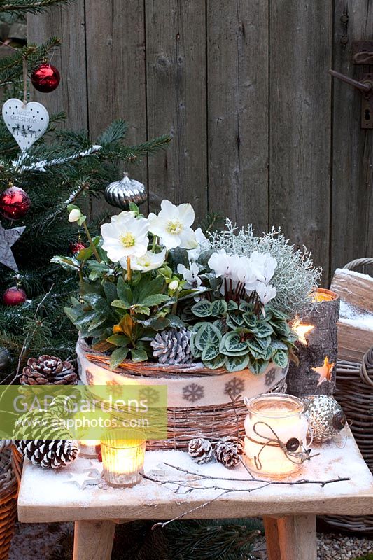 Winter arrangement with Christmas rose and cyclamen, Helleborus niger Jasper, Cyclamen 