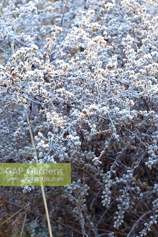 Portrait of seed heads of aster in frost, Aster lateriflorus Horizontalis 