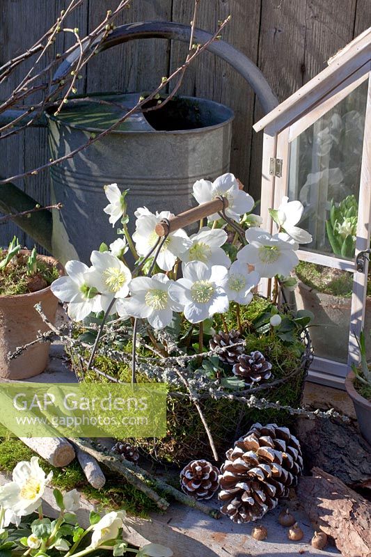 Christmas roses in a wire basket padded with moss, Helleborus niger Mini Star 