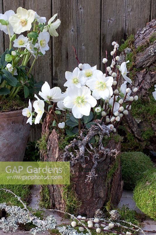 Christmas roses in a pot covered with tree bark and moss, Helleborus niger Mini Star 