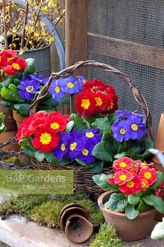 Cushion and stem primroses in pots and wicker basket, Primula 