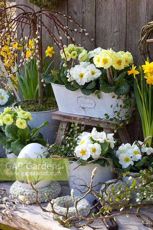 White and yellow primroses in a balcony box and pots, Primula, Sailx caprea Pendula 