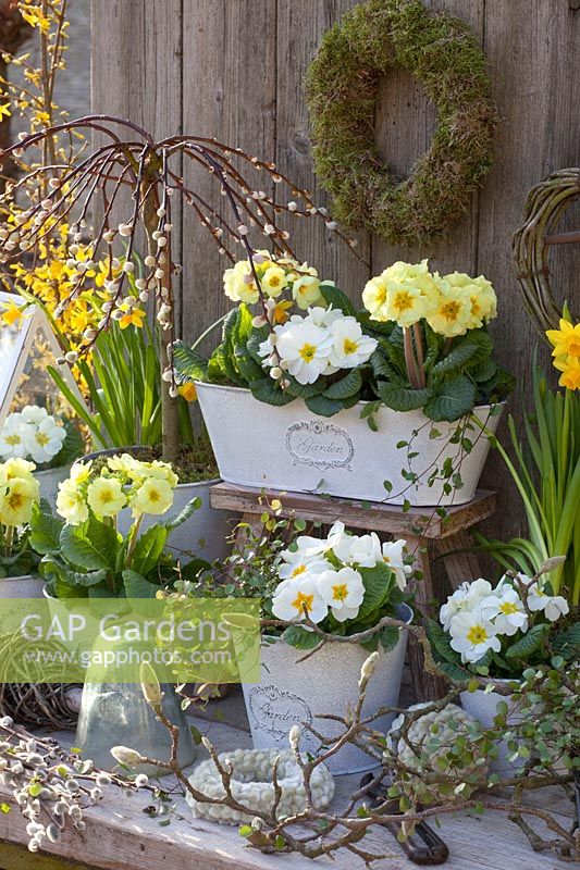 White and yellow primroses in a balcony box and pots, Primula, Saliix caprea Pendula 