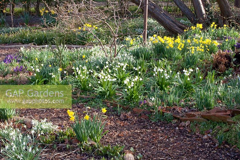 Bed with spring snowflakes and daffodils, Leucojum vernum, Narcissus cyclamineus February Gold 