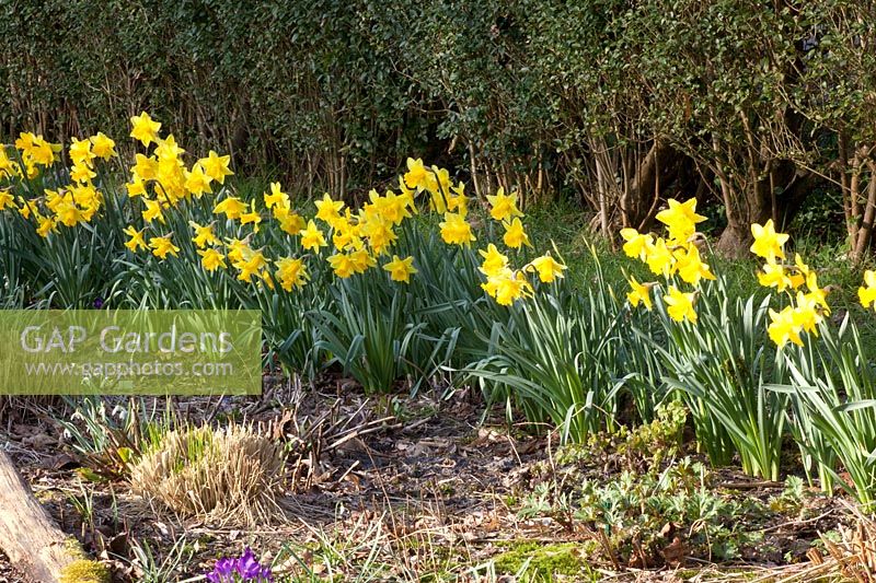 Bed with daffodils in front of a hedge, Narcissus Carlton 