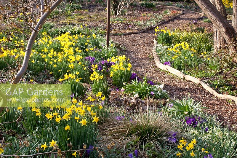 Bed with daffodils, Narcissus cyclamineus February Gold 