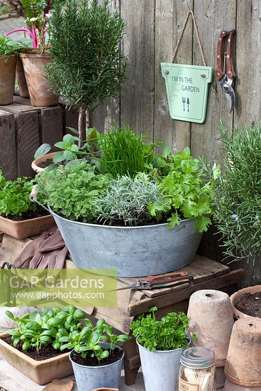 Herbs in pots 