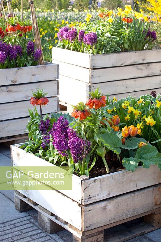 Plant boxes made of pallets with bulb plants, in which vegetables will later be grown 