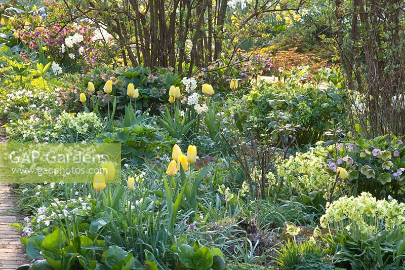 Spring bed with Tulipa Yellow Purissima, Helleborus orientalis, Primula veris, Anemone nemorosa 