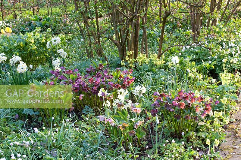 Woodland edge in spring, Helleborus orientalis, Narcissus, Primula veris 