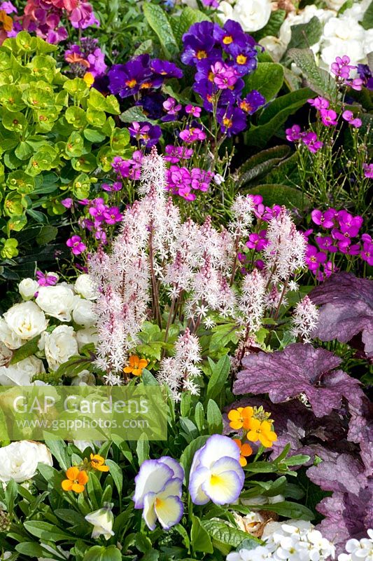Spring combination with foam flower, tiarella, viola etain, primula belarina 