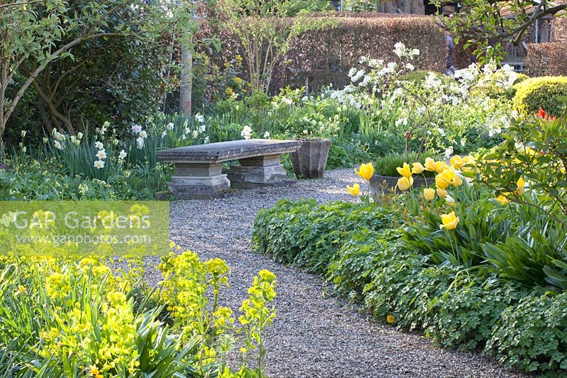 Bench in the spring garden, Tulipa Yellow Purissima, Exochorda racemosa 