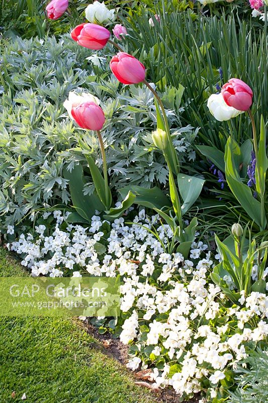 Bed with bulbous plants, Tulipa Pink Impression, Tulipa White Emperor, Viola sororia Albiflora 