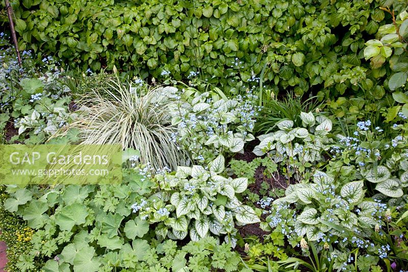 Ground cover, Carex morrowii Ice Dance, Brunnera macrophylla Jack Frost, Alchemilla mollis 