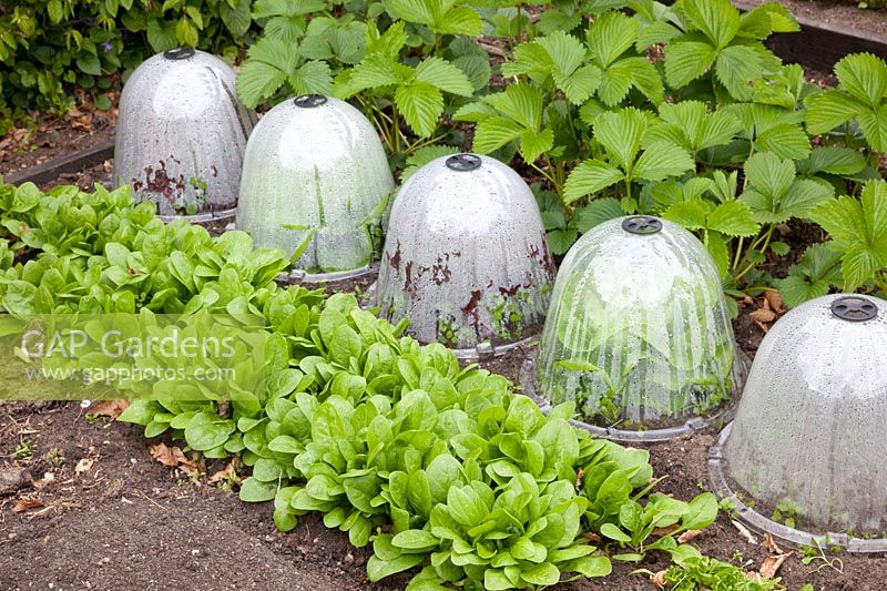Vegetable garden in spring with spinach and strawberries, lettuce under cloches, Fragaria, Spinacia oleracea, Lactuca sativa 