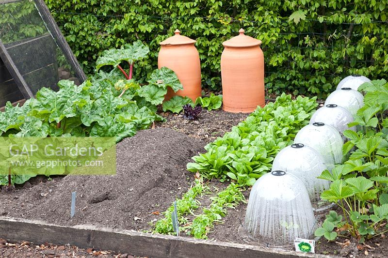 Vegetable garden in spring with spinach, strawberries and rhubarb, lettuce under cloches, Fragaria, Spinacia oleracea, Rheum rhabarbarum 