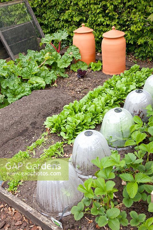 Vegetable garden in spring with spinach, strawberries and rhubarb, lettuce under cloches, Fragaria, Spinacia oleracea, Rheum rhabarbarum 