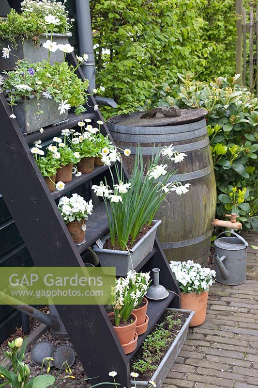 Rustic water barrel and tiered stand with bulb flowers 