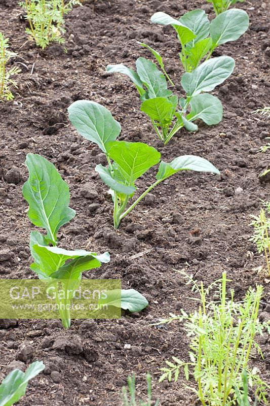 Freshly planted cabbage plants, Brassica 
