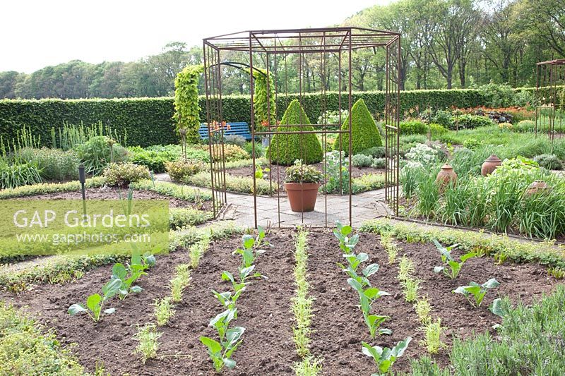 Vegetable garden in May with freshly planted cabbage plants and marigolds, brassicas, marigolds 